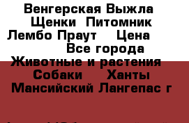 Венгерская Выжла. Щенки. Питомник Лембо Праут. › Цена ­ 35 000 - Все города Животные и растения » Собаки   . Ханты-Мансийский,Лангепас г.